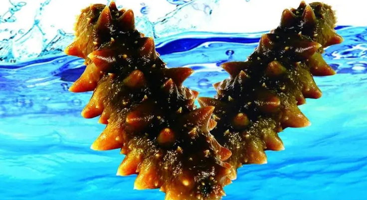 如何区别野生海参和养殖海参？海参的优劣质鉴别要领有哪些？
