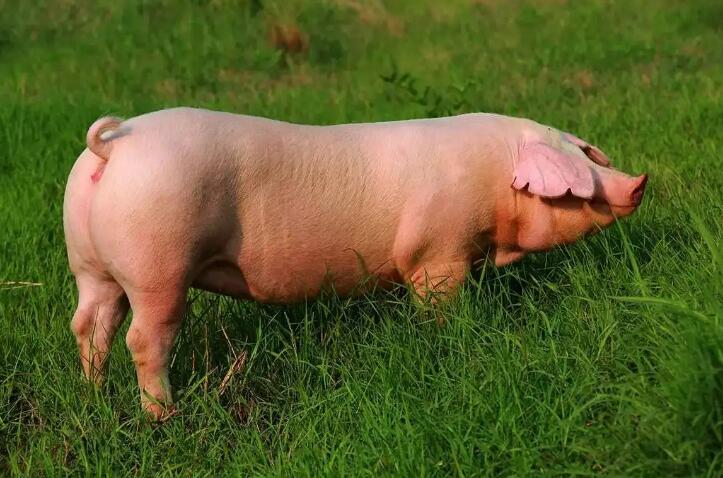 怎样养好母猪？2022最全母猪养殖技术，猪场建设要点计划在这里！
